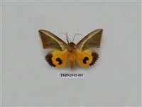 藏品(夜蛾284)的圖片